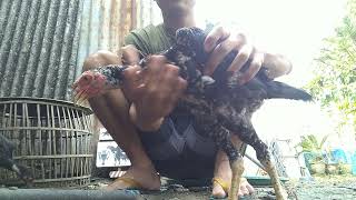 Ayam lock brakot 17 York + Pitbull Pranburi farm | Khoyngon