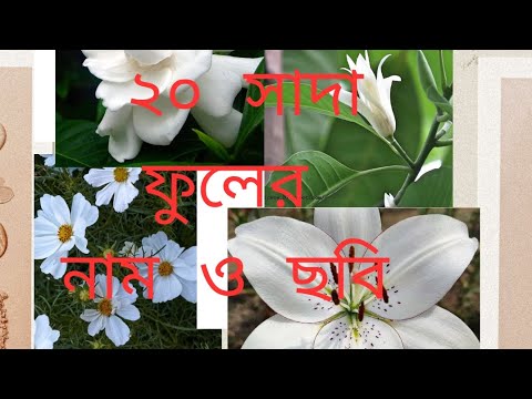 ভিডিও: সাদা ফুলের ফুল। নাম, ছবি