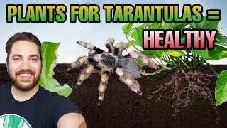 Planting TARANTULA enclosures with LIVE PLANTS (HEALTHY!)