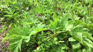 Cow’s Parsnip