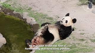 ZOO afprøver en ny parrings-strategi hos pandaerne 💘🐼