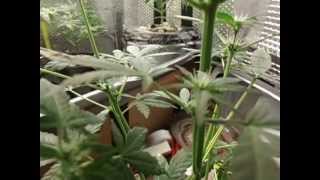 update on my auto white berry at week 5 flowering