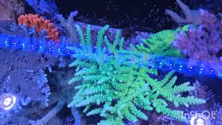 11 Dwarf Angelfish In a Mixed Reef