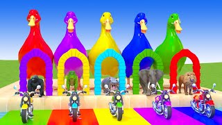 5 Giant Duck Cartoon,Gorilla,Trex,Hippo,Elephant,Lion,Paint Wild Animals Crossing Fountain Animation