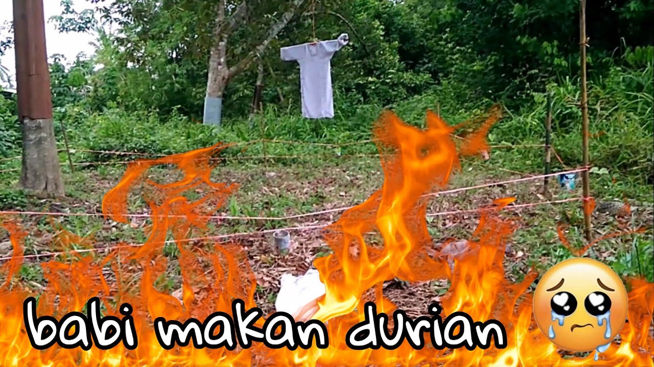 Cara halang babi makan durian 