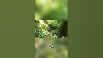 Mastering Nature: The Art of Timing and Survival