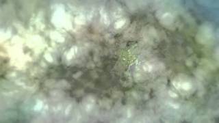 Earth Zoom out of germany