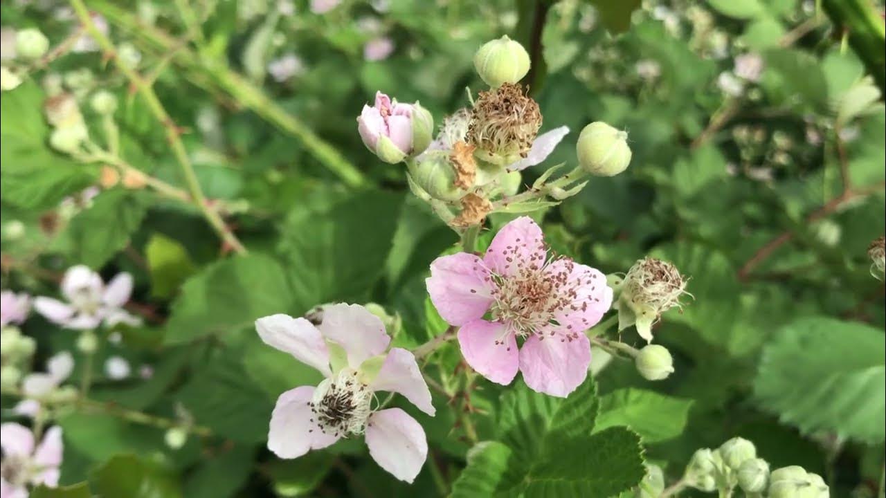 Wild Blackberries in Bloom Zone 9B YouTube
