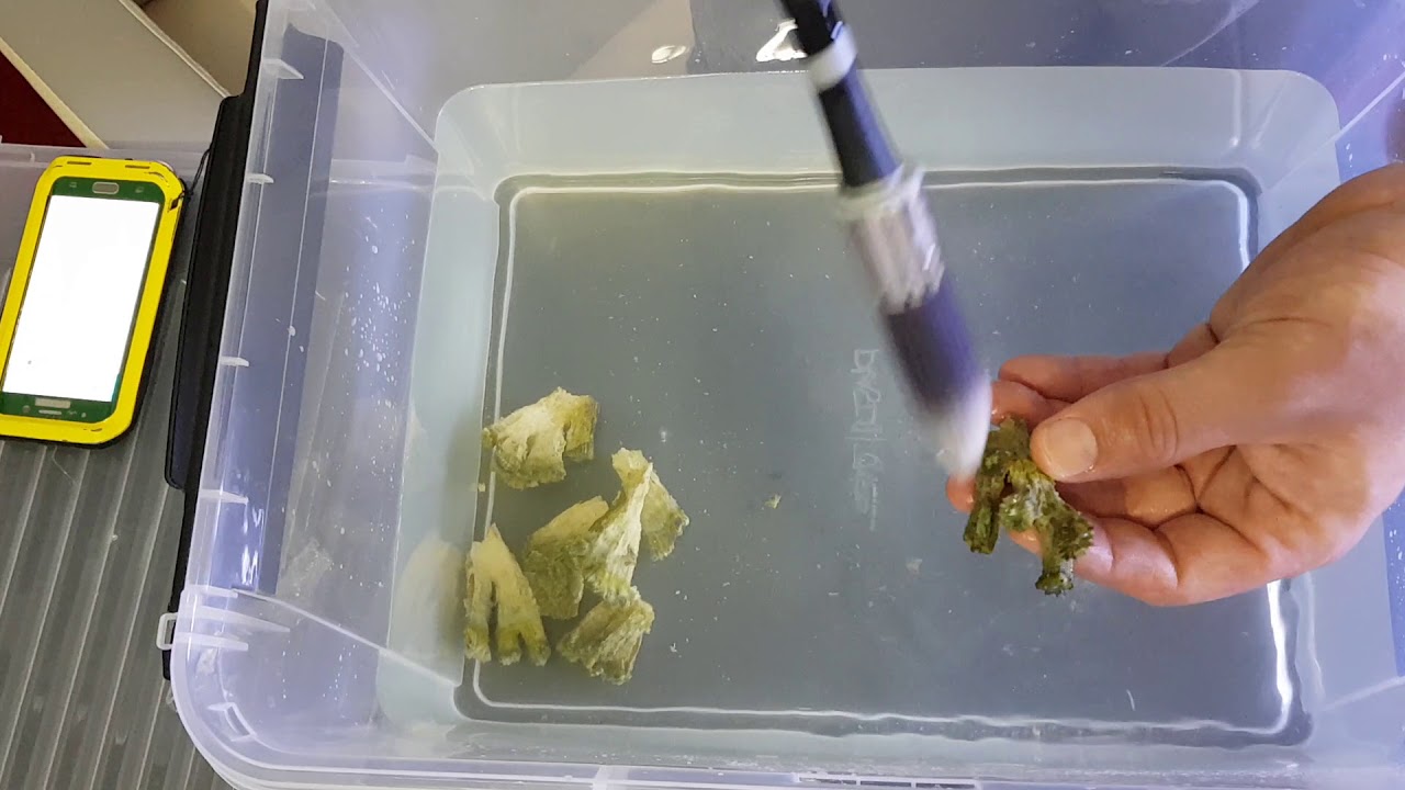 REVIVE CORAL YouTube