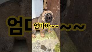 엄마 찾아 3만데시벨 #시골강아지 #아기강아지 #시고르자브종 #똥강아지
