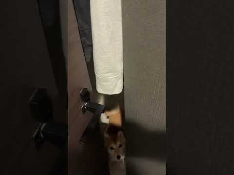 飼い主のトイレまで待ち伏せするストーカー気質の豆柴 #shorts