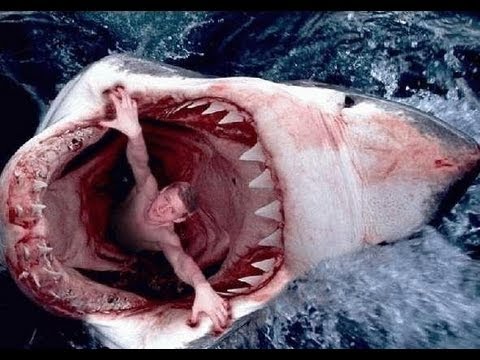 Les Animaux De La Mer En Danger Documentaire Complet