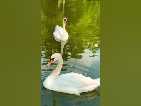 Лебідь і лебідочка - YouTube