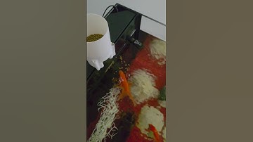 Automatic Fish Feeder Diy | 3d printed, arduino. #3dprinting #arduinoproject #diycrafts