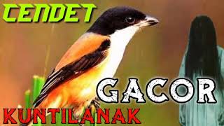 Masteran Kuntilanak GACOR