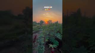 #mydesi #farming #shortvideo #youtubegod