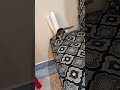 اصوات Cat المراه اصوات قطط Kitten المراره Cute البخل النظافه قطط اصوات Cat المراه اصوات قطط Kitten المراره Cute البخل النظافه قطط