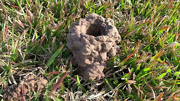 Are burrowing crayfish edible?
