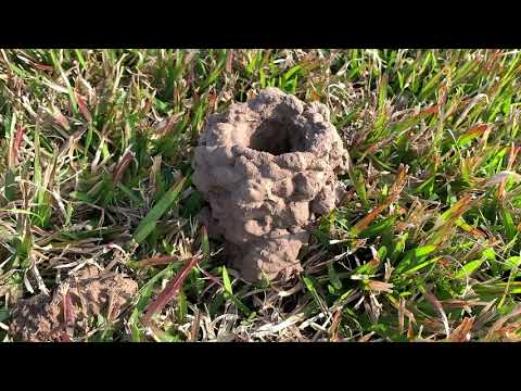 Video: Kräfthögar i gräsmatta - Hur man blir av med kräftor i din trädgård