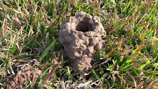Controlling Crawfish in Home Lawns