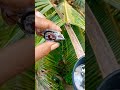 perjuangane tukang nderes #shorts
