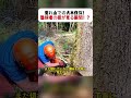 荒れ山での大木伐採! 熟練者の技が光る瞬間!? #伐採 #林業 #職人技 #木材 #自然体験