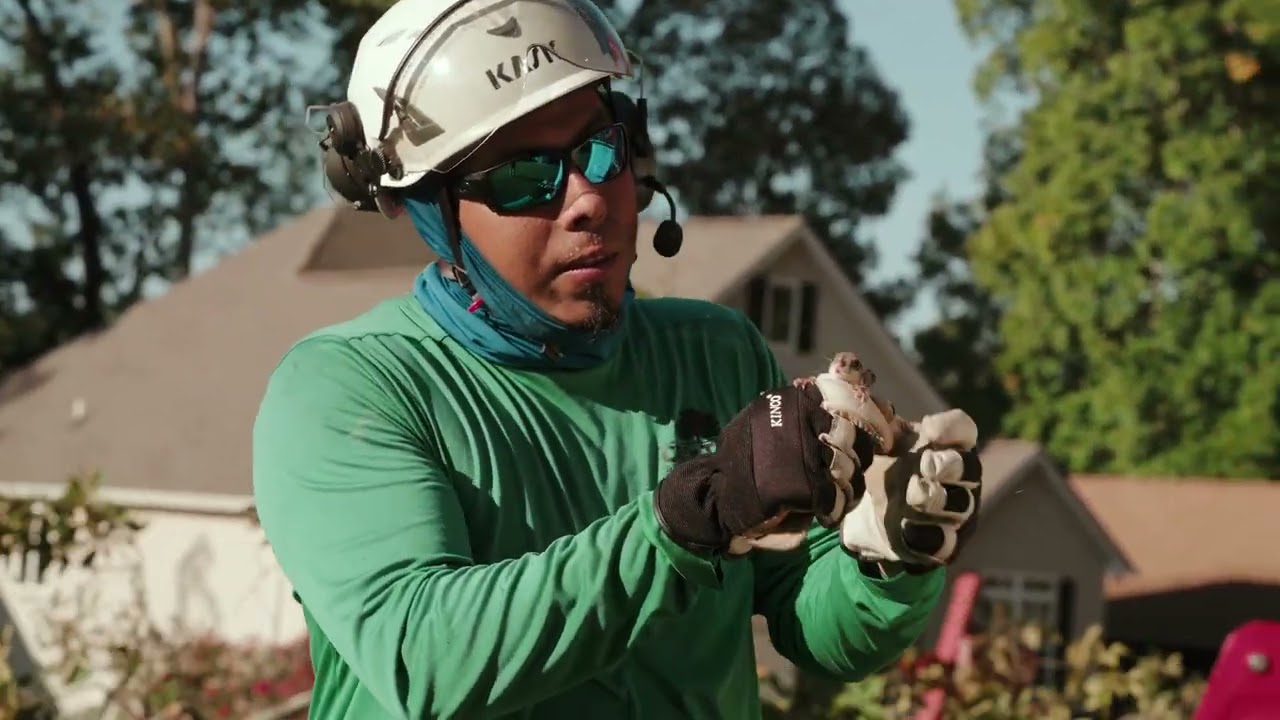 Massive Tree Removal in Tellico Village