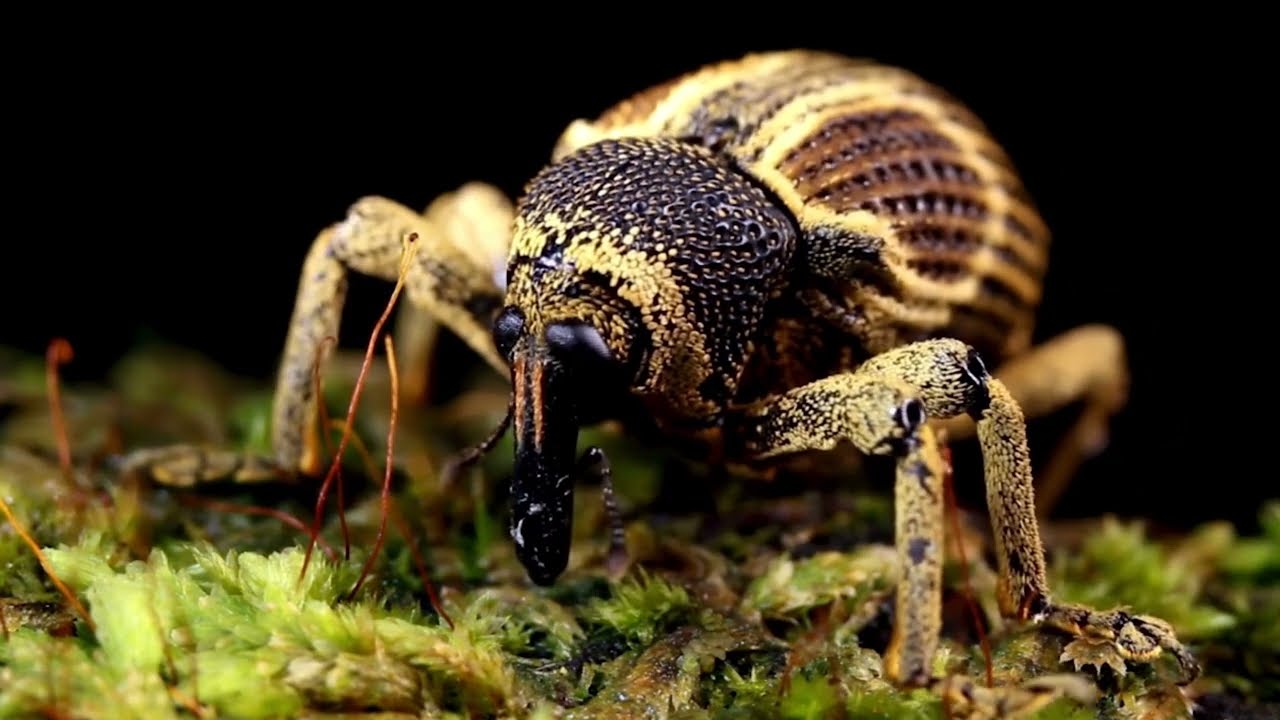Acorn Weevil 🐞 Nature's Nutty Engineer!