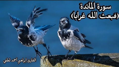 تلاوة ولا أرع من سورة المائدة تريح النفس 🍂🍁☘(القارئ إبراهيم أحمد لطفي).