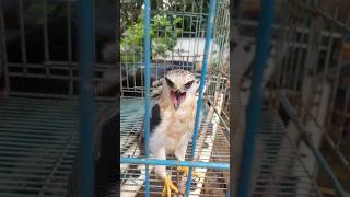 The sound of the falcon #mburiomahfarm #eagle #hawk #falcon #burungelang #burungliar #claw #crow