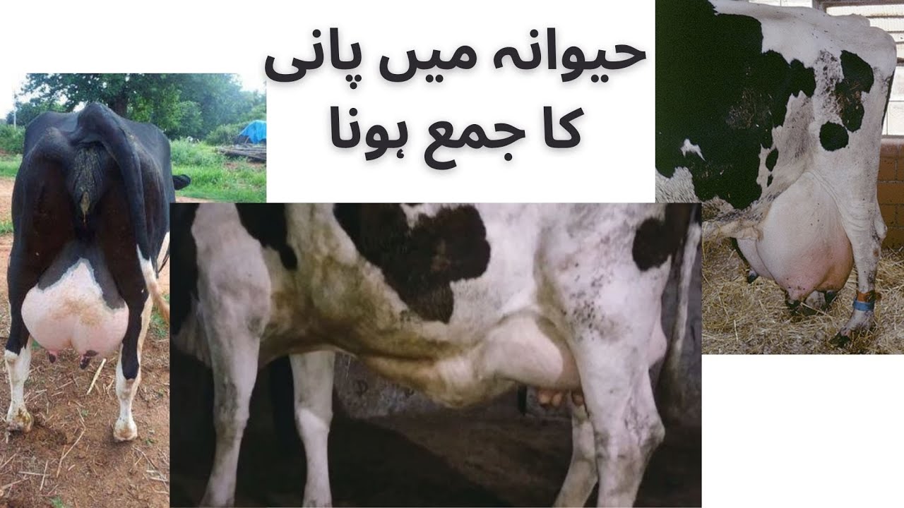 Udder Edema in cow | Management & Treatment of udder edema | حیوانہ میں پانی کا جمع ہونا |