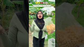 Akak Jual Popcorn Besar Tapi Ramai Laki K0Men Nak Matcha