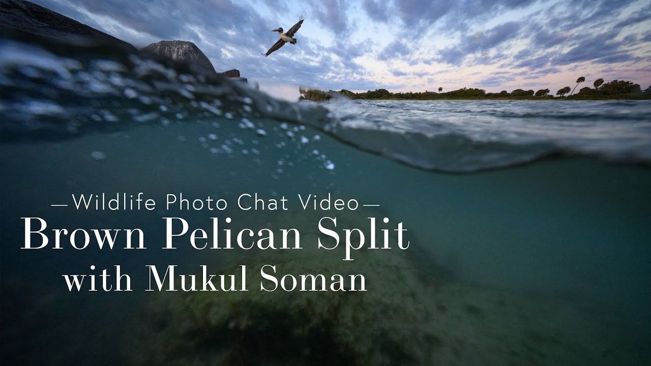 Brown Pelican - Wildlife Photo Chat Video - Mukul Soman