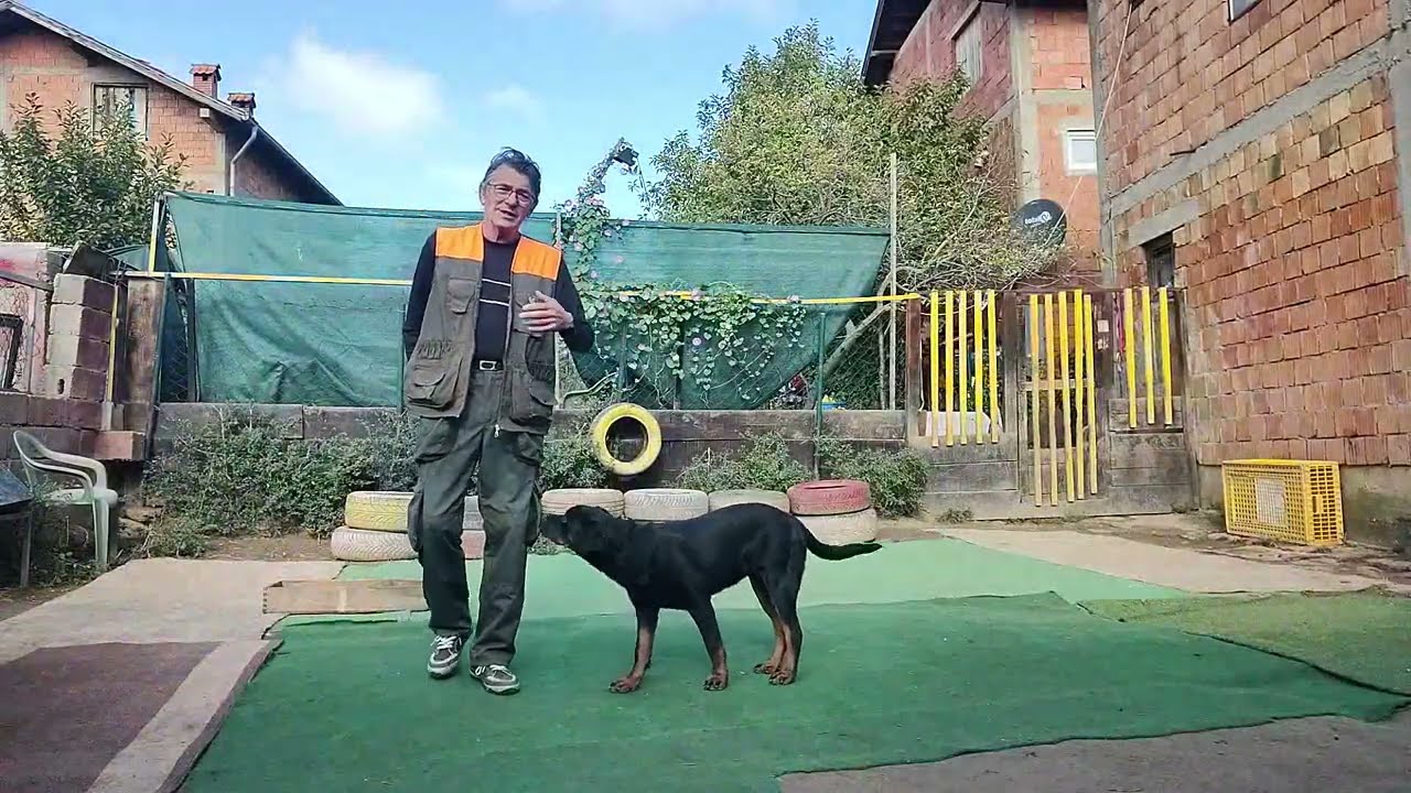 Sprecavanje psa da ne skace na vlasnika Rotvajler  6 mes.