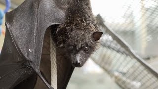 Endangered Fruit Bat Learns to Fly @sdzsafaripark