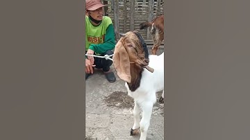 Thumbnail of Update harga kambing terbaru bakalan jantan ganteng