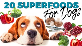 Best 20 Superfoods For Dogs