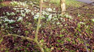 Lytham Hall 5th Feb 2023 - The start of the Snowdrop season 4K video