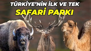 400 TANE HAYVANIN BULUNDUĞU DEVASA SAFARİ PARKI - Gaziantep Safari Parkı - Bizon, Pelikan, Ala Geyik