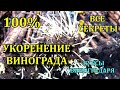 100 % УКОРЕНЕНИЕ ЧЕРЕНКОВ ВИНОГРАДА, ВСЕ СЕКРЕТЫ! КУРСЫ ВИНОГРАДАРЯ