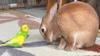 インコのプロポーズを4年間断り続けているウサギの末路・・・　(No.2115)