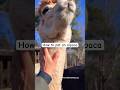 Pet An Alpaca Smile The Rest Of The Day mp3