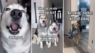 Things That Are Cute When Dogs Do Them But Annoying When Humans Do