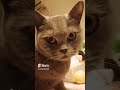 #Meeeooow