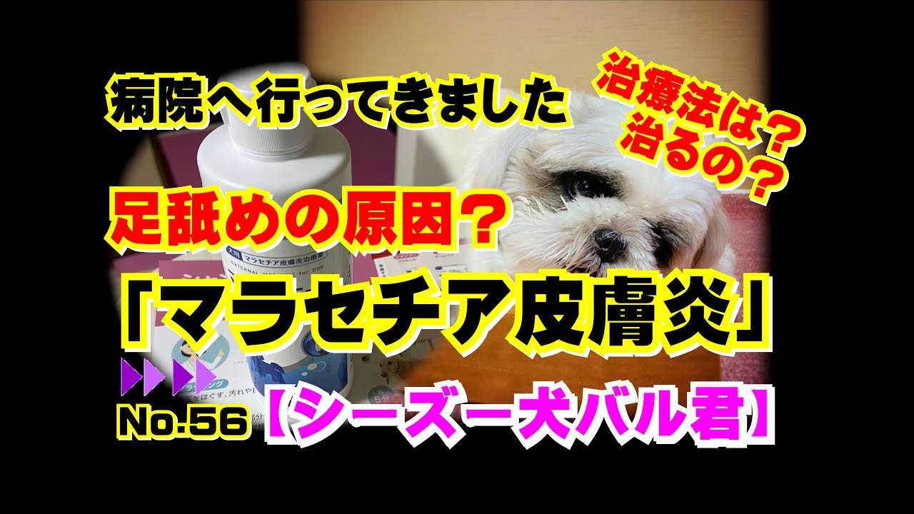 足舐めで病院へ マラセチア皮膚炎って 治療法は Youtube 足舐めで病院へ マラセチア皮膚炎って 治療法は Youtube