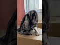 猫のライフワークは毛繕いです。ペロペロすると心が落ち着くみたい。 #Shorts
