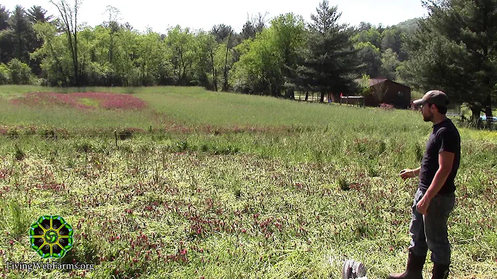 High Density Grazing of Cover Crops with Rocco Sin...