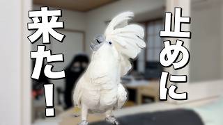 ゆきまる氏、怖がった黒い物で最後は止めに入る