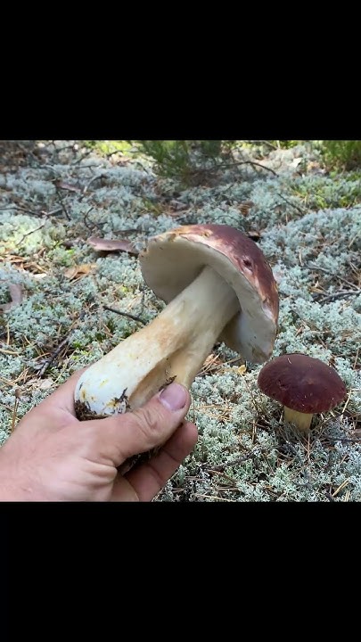 ГРИБНИКА РАЗОРВАЛИ НА ЧАСТИ! ГРИБЫ ПРОХОДА НЕ ДАЮТ! - YouTube