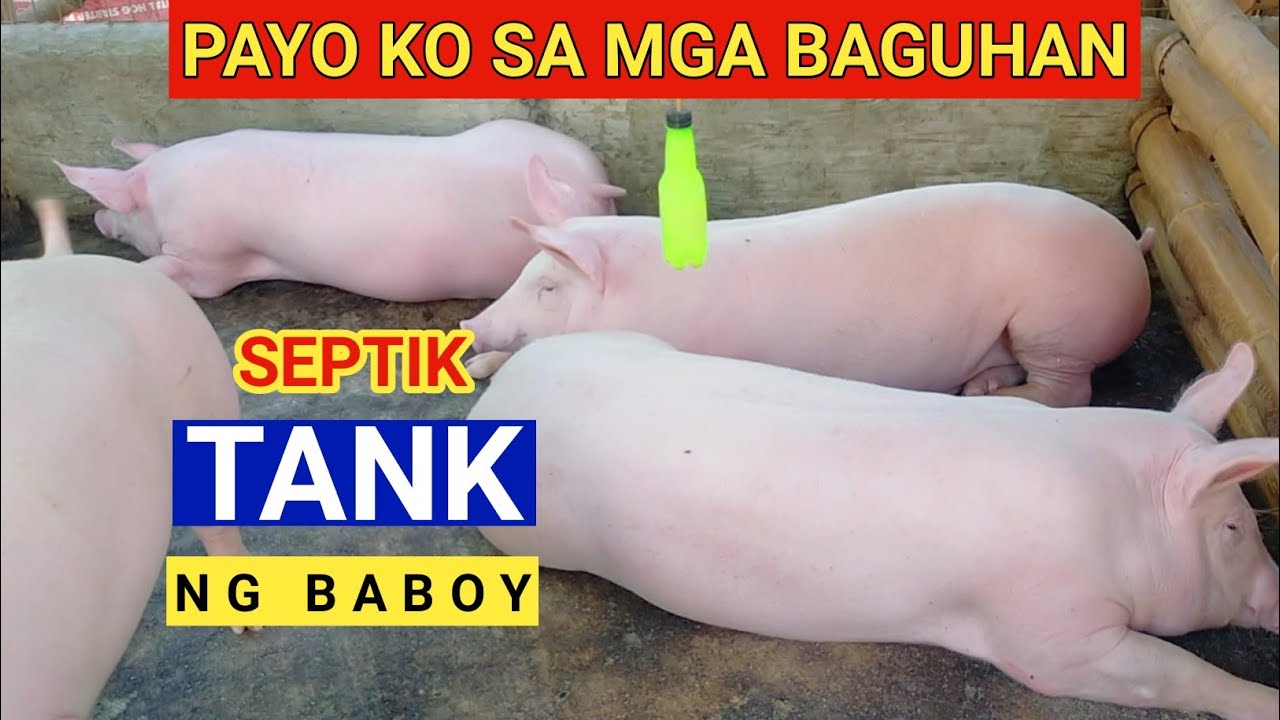 PAYO KO SA MGA BAGUHAN SEPTIK TANK NG BABOY / Dodong Villaran